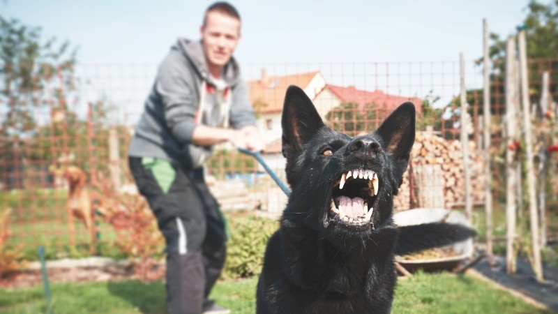 Aggressive dog is barking. Young man with angry black dog on the leash.