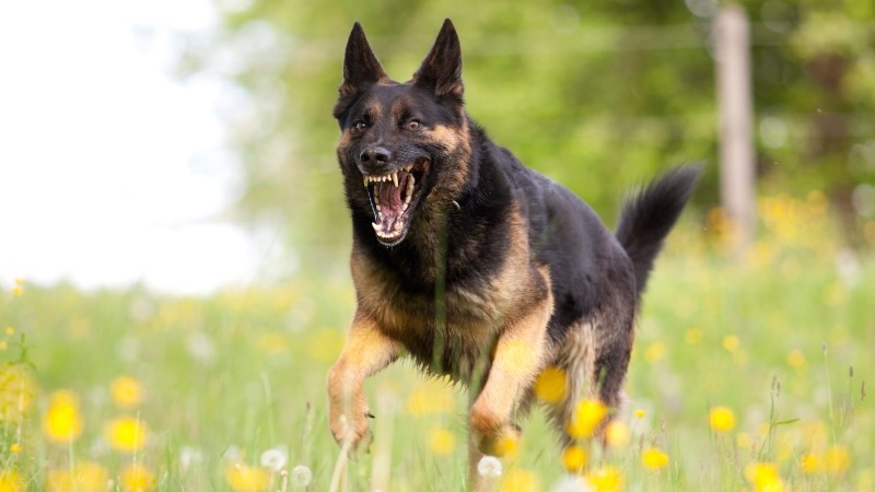 Aggressive german shepard dog run close with opened mouth and show teeth frontal