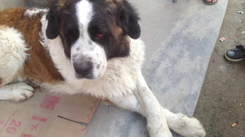 Most Dangerous Dog. Kathmandu Nepal