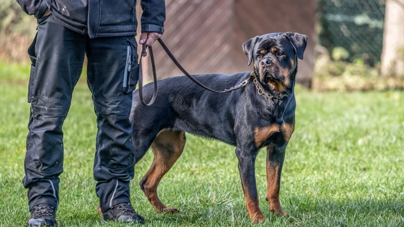 young black rottweiler dog training for protection sport and police