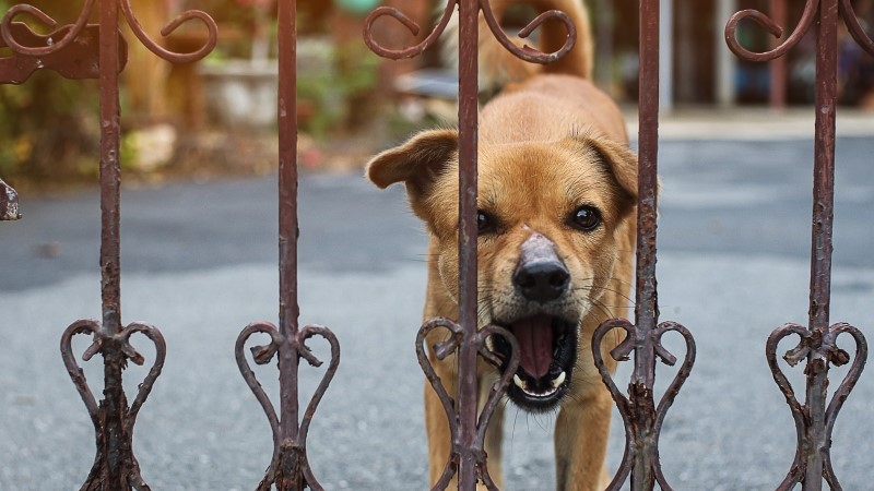 Angry dog ​​is barking inside the fence