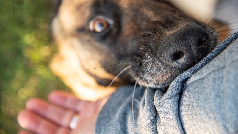 An angry dog bites a man's hand.