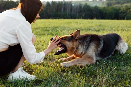 In Need of Dog Bite Lawyer in Dayton Ohio
