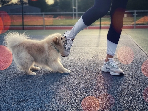 In Need of Dog Bite Lawyer in Dayton Ohio