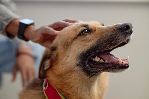 In Need of Dog Bite Lawyer in Dayton Ohio