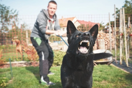 In Need of Dog Bite Lawyer in Dayton Ohio