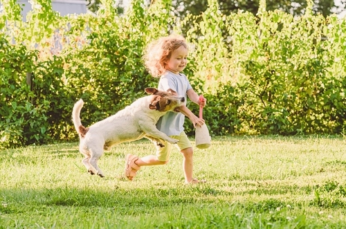 In Need of Dog Bite Lawyer in Dayton Ohio