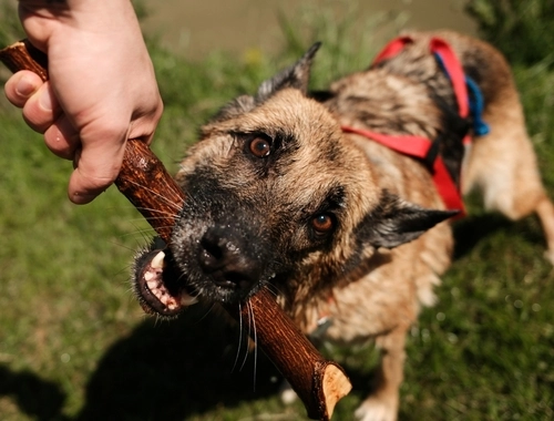 In Need of Dog Bite Lawyer in Dayton Ohio