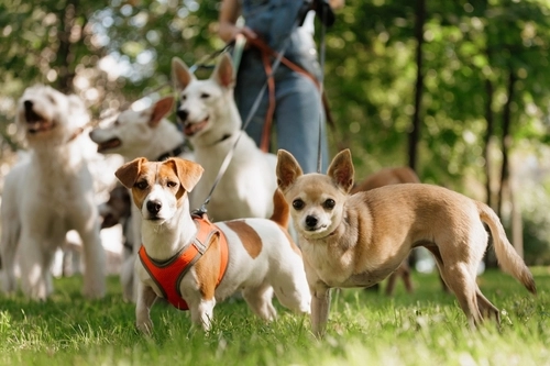 Professional Dog Walker With Multiple Dogs in Dayton Park