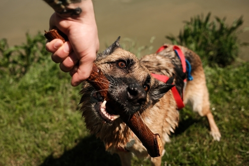 Closeup German shepherd dog playing outdoors with open mouth and visible teeth