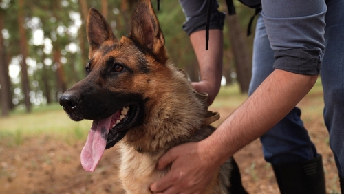Alert German Shepherd dog standing beside owner outdoors on leash